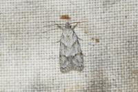 Symmoca signatella