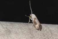 Yponomeuta irrorella