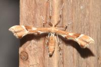 Cnaemidophorus rhododactylus