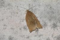 Archips rosana