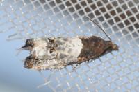 Notocelia roborana