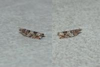 Ancylis achatana