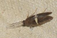 Eidophasia messingiella