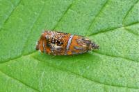 Olethreutes arcuella