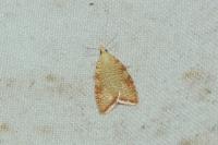 Aleimma loeflingiana
