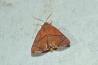 Apoda limacodes