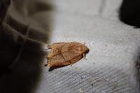 Archips podana