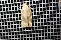 Archips xylosteana