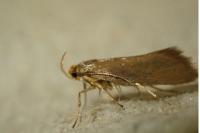 Crassa unitella