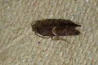 Cydia coniferana