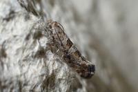 Digitivalva pulicariae