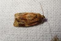 Ditula angustiorana
