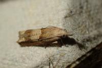 Eucosma conterminana
