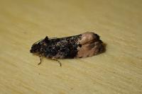 Metendothenia atropunctana
