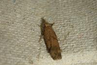 Pexicopia malvella
