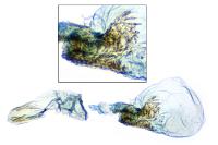 Stigmella roborella