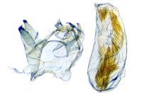 Stigmella roborella