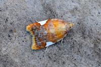 Acleris holmiana