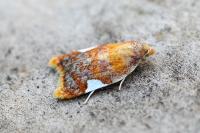 Acleris holmiana