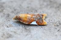 Acleris holmiana