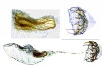 Stigmella ruficapitella