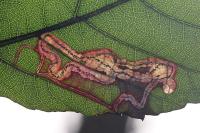 Stigmella splendidissimella