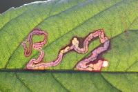Stigmella splendidissimella