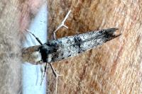 Swammerdamia pyrella