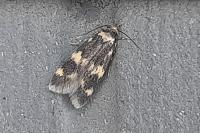 Oegoconia