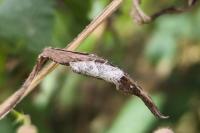 Cnephasia