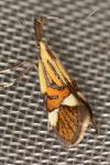 Alabonia geoffrella