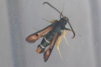 Pyropteron chrysidiforme