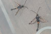 Synanthedon myopaeformis