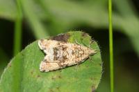 Celypha lacunana