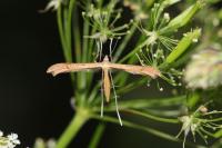 Stenoptilia