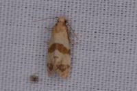 Phalonidia contractana
