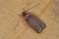 Agonopterix oinochroa