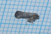 Swammerdamia pyrella