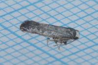 Swammerdamia pyrella