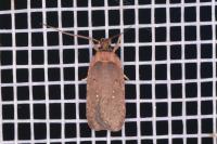 Agonopterix oinochroa