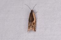 Ancylis apicella
