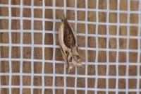 Ancylis apicella