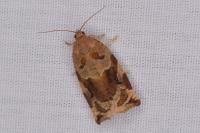 Archips xylosteana