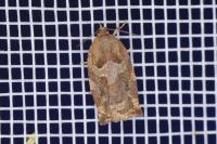 Archips xylosteana