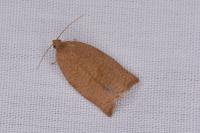 Archips rosana