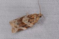 Argyrotaenia ljungiana