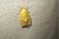 Agapeta hamana