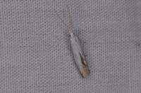 Coleophora