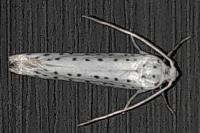 Yponomeuta