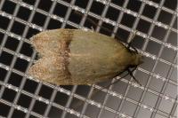 Odites kollarella